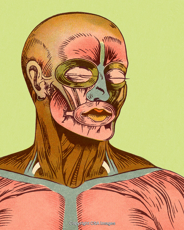 Artistic Illustration of Human Anatomy Highlighting Facial and Muscular Structure