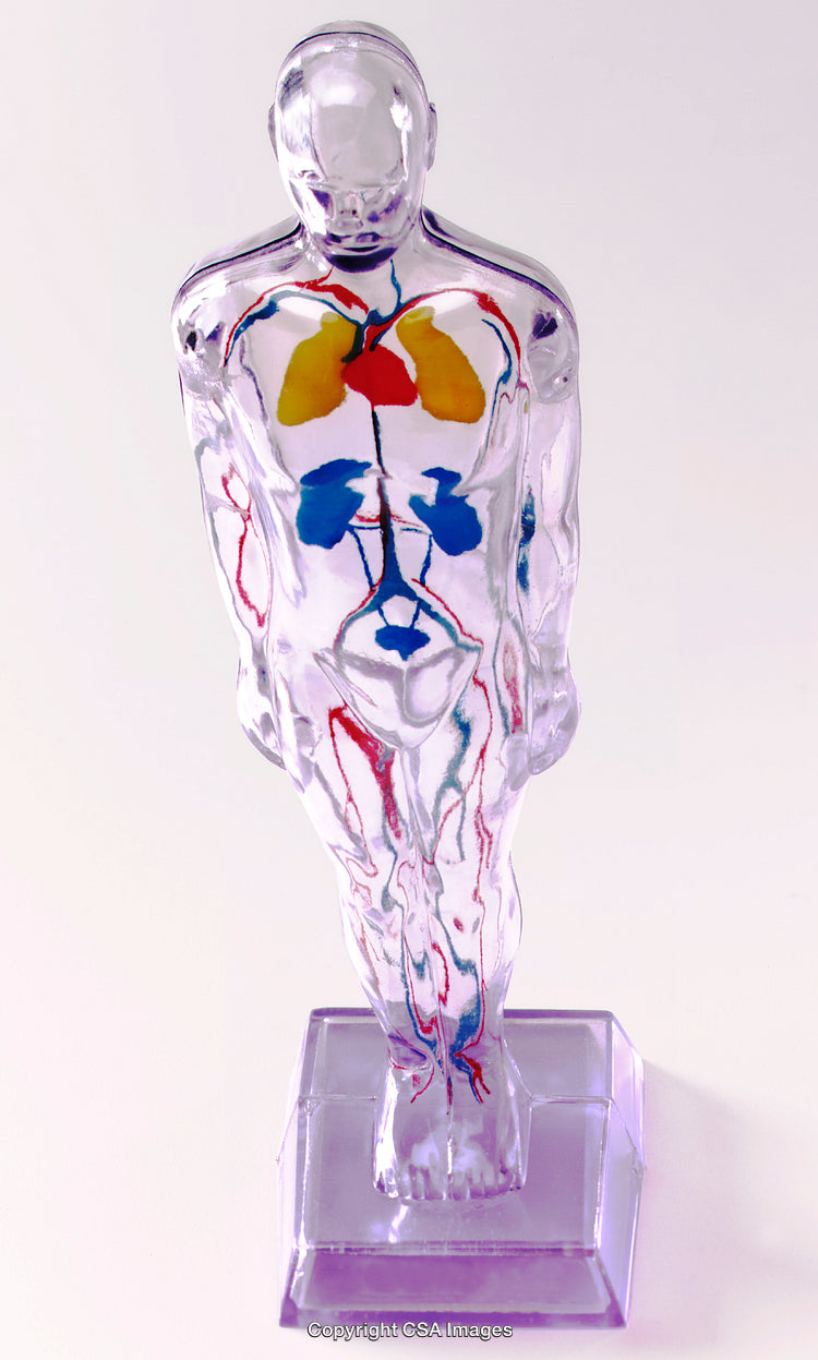 Human Anatomy Model Highlighting Internal Organs and Circulatory System