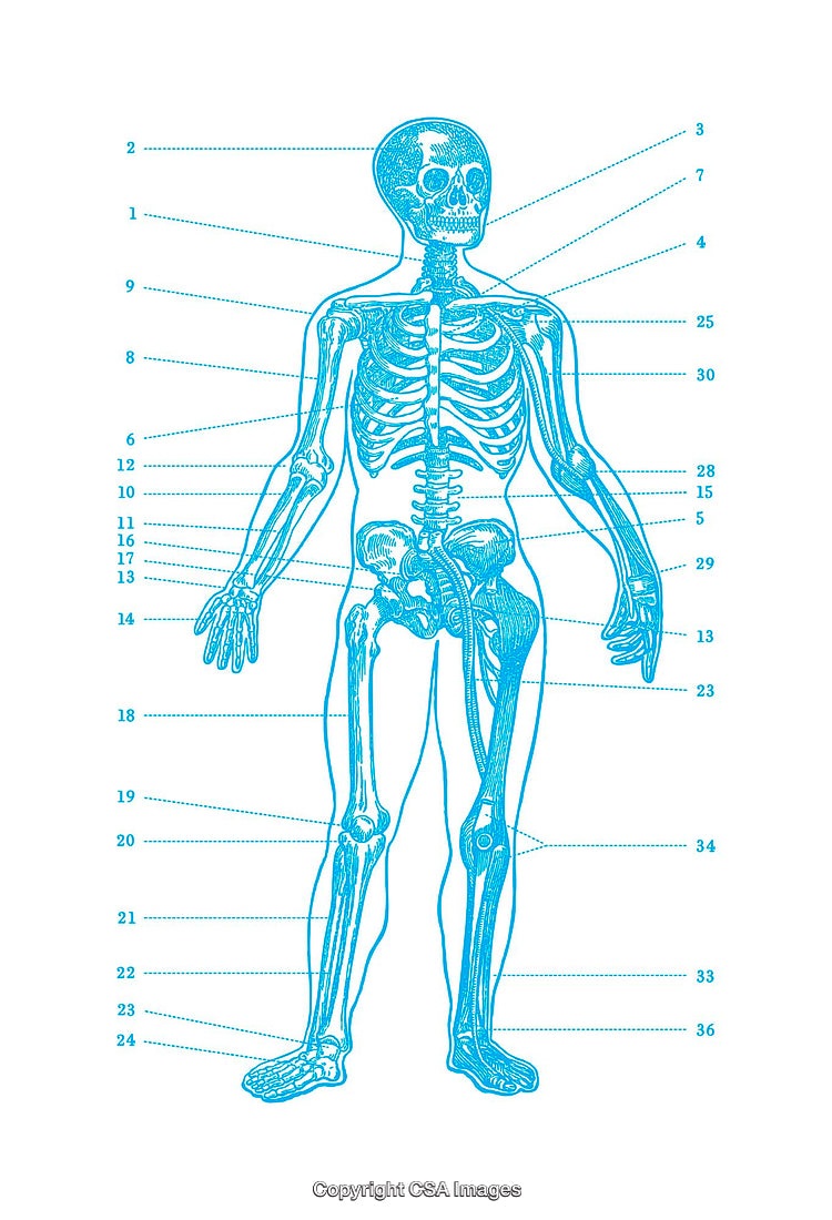 Detailed Diagram of the Human Skeleton Anatomy with Labels