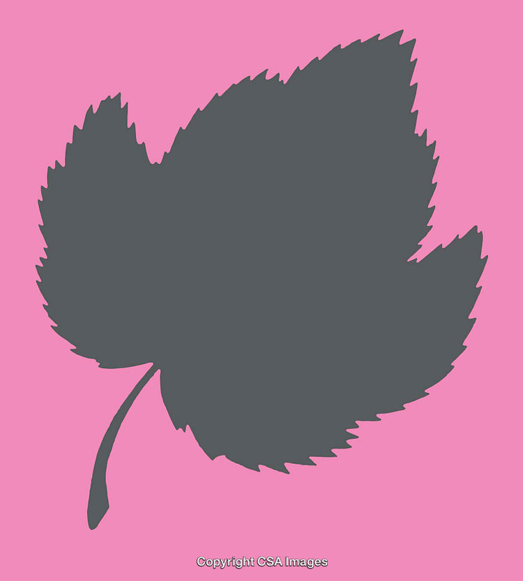 Gray Leaf Silhouette Illustration on Vibrant Pink Background