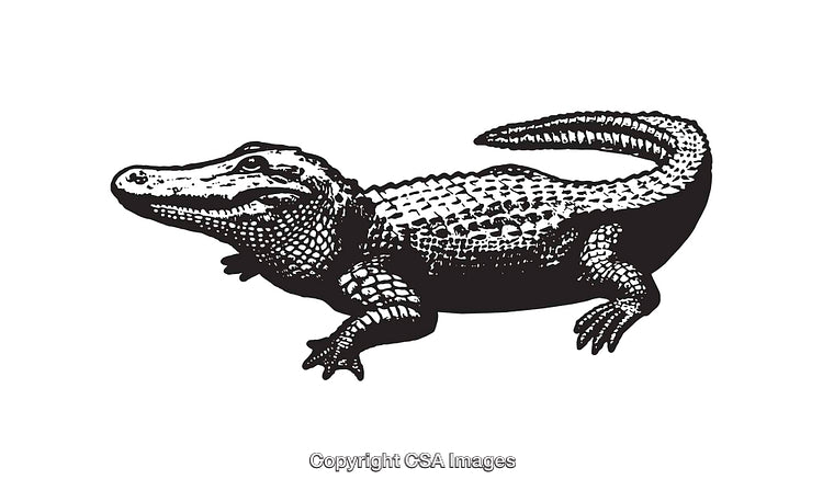 Black and White Line Art Illustration of a Detailed Alligator