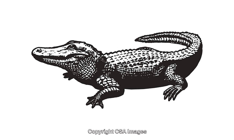 Black and White Line Art Illustration of a Detailed Alligator