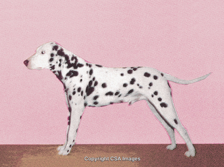 Dalmatian Dog Standing Elegantly in a Pink Studio Setting