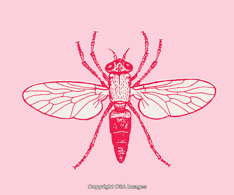 Intricate Line Art Illustration of a Detailed Fly on Pastel Background