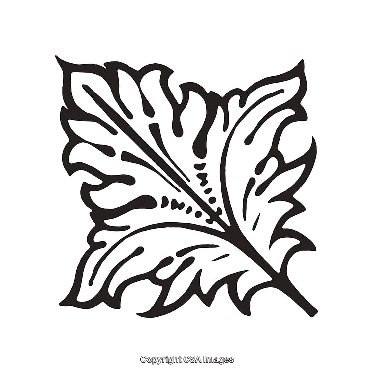 Intricate Black and White Illustration of a Detailed Leaf Design