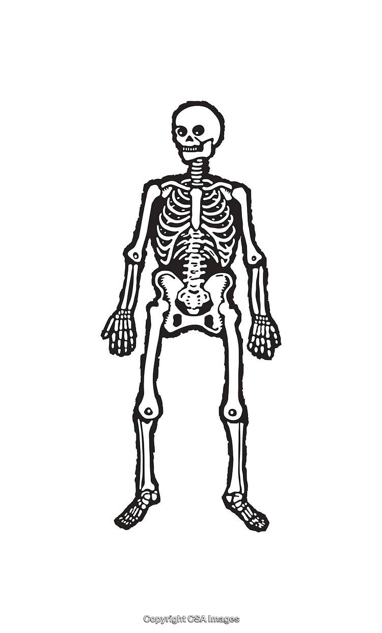 Black and White Line Art Illustration of a Full Human Skeleton