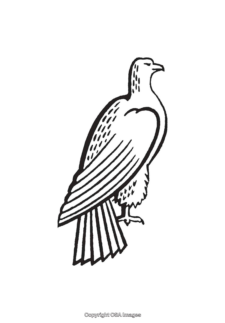 Detailed Black And White Line Art Illustration of a Perched Bird