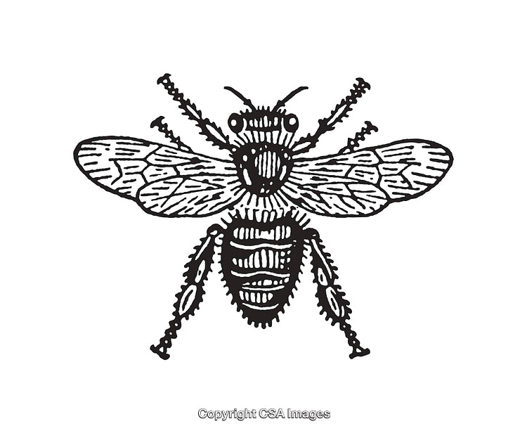 Intricate Black And White Line Drawing of a Detailed Bee