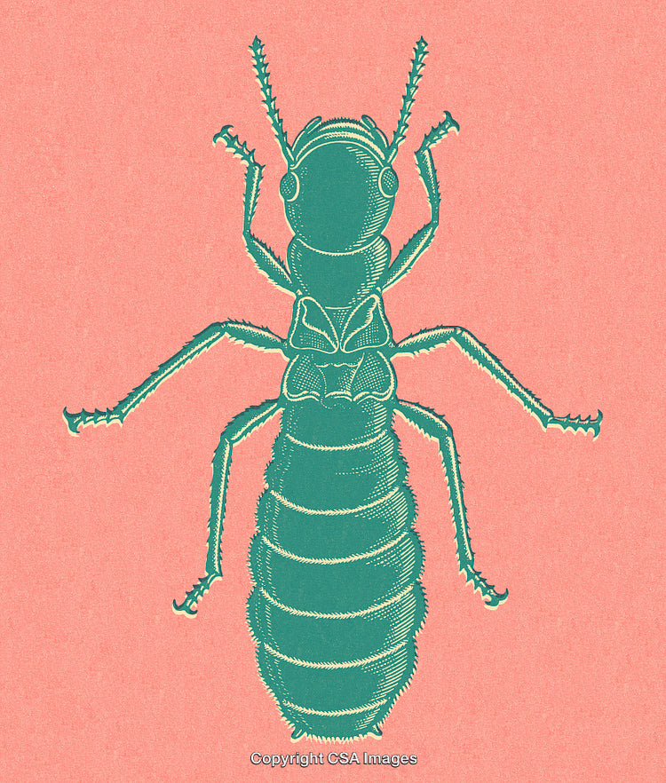 Detailed Illustration of an Insect on a Colored Textured Background