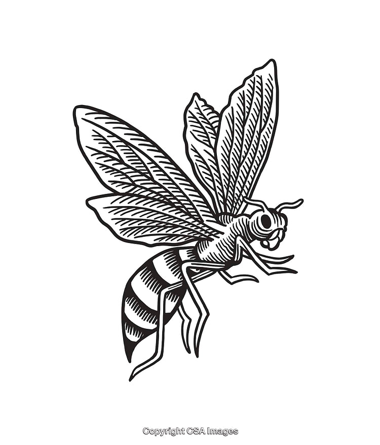 Black and White Line Art Illustration of a Detailed Honeybee