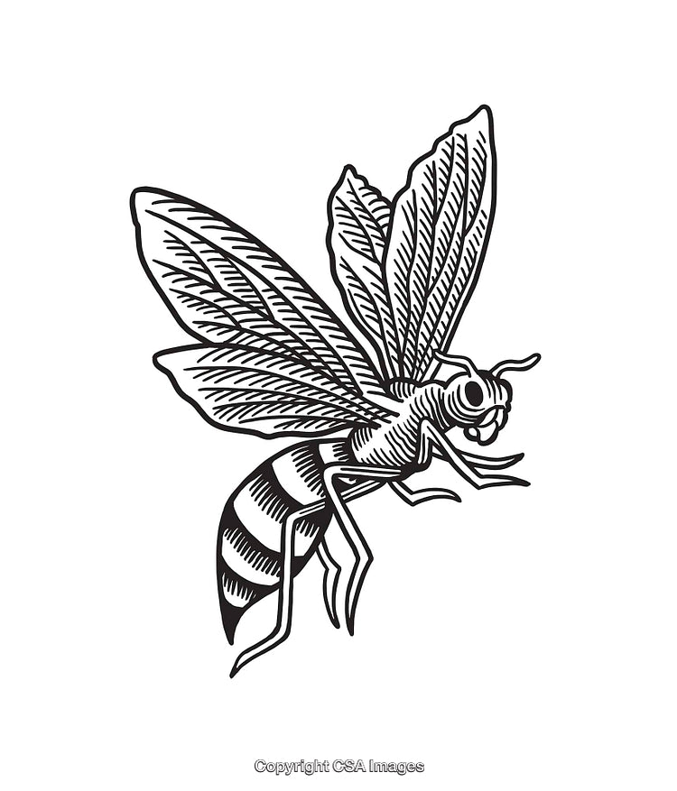 Black and White Line Art Illustration of a Detailed Honeybee