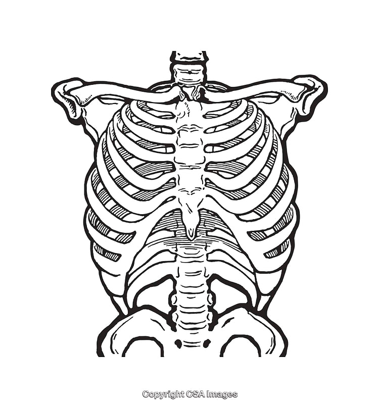 Detailed Black and White Illustration of Human Rib Cage Anatomy