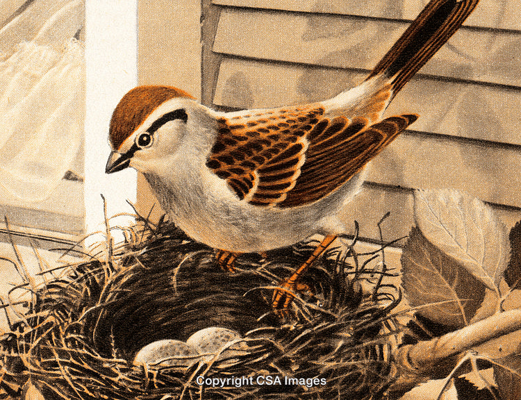 Chipping Sparrow Perched on Nest with Eggs in a Natural Setting