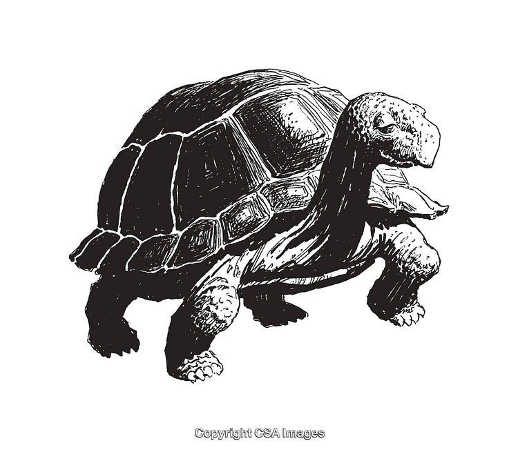 Detailed Black and White Line Art of a Giant Tortoise