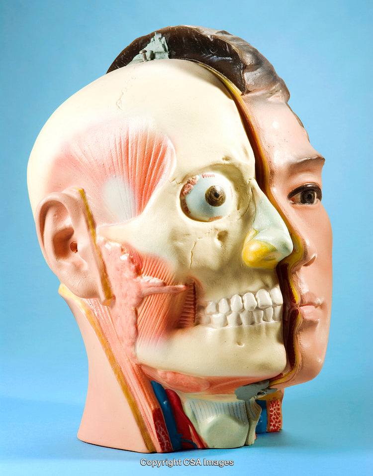 Detailed Anatomical Model Showcasing Human Skull and Facial Muscles