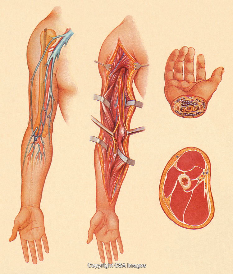 Detailed Medical Illustration of Arm Anatomy With Nerves and Muscles