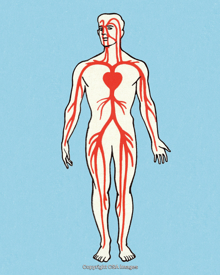 Illustration Depicting Human Circulatory System and Major Arteries on Blue Background