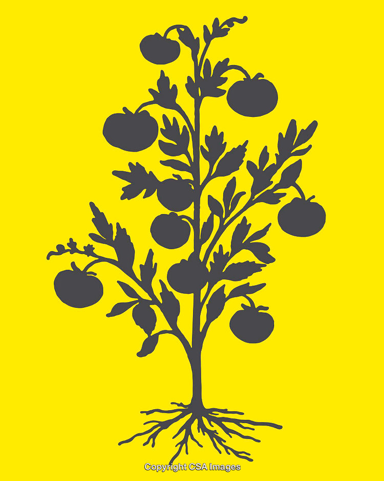 Black Tomato Plant Illustration on Bold Yellow Background Art