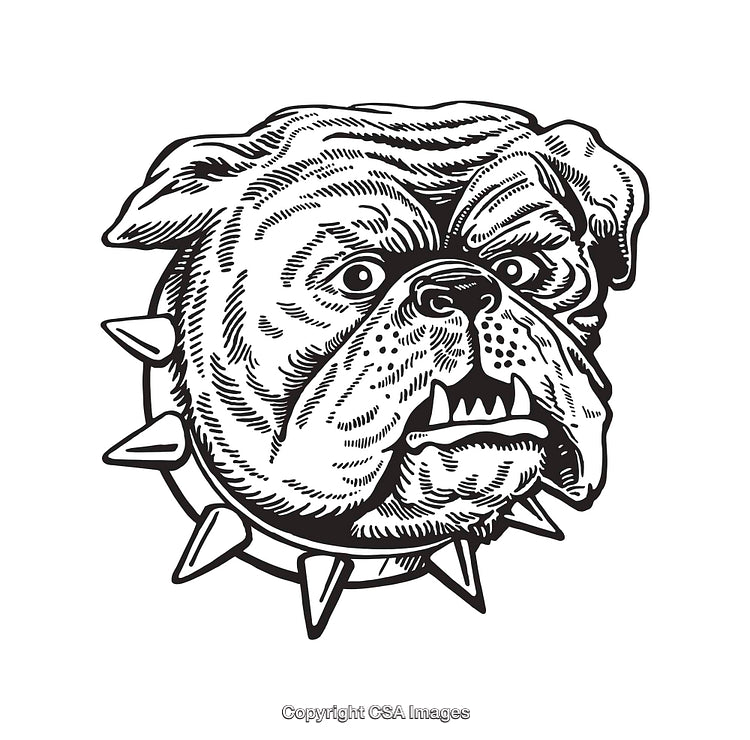 Detailed Black And White Line Art of a Bulldog Head With Spiked Collar
