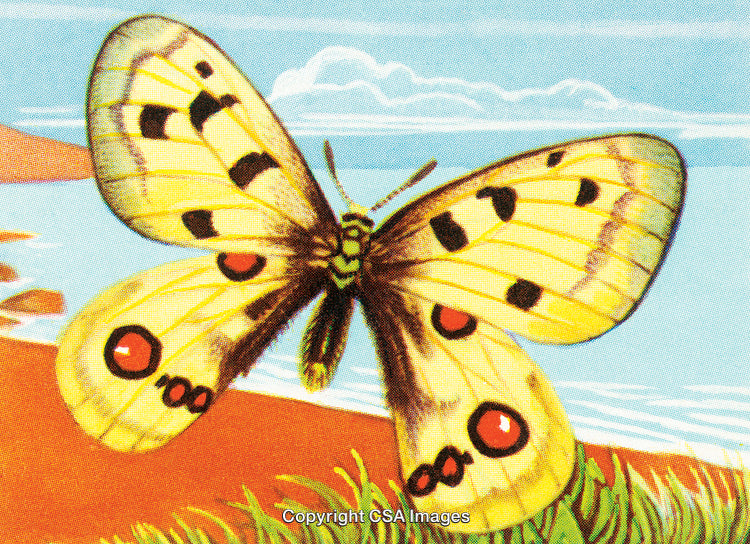 Vibrant Illustration of a Butterfly by the Shoreline in Springtime