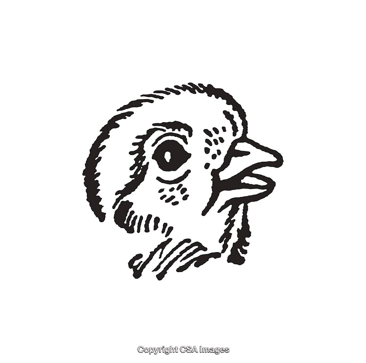 Black and White Line Art Illustration of a Chick in Profile View
