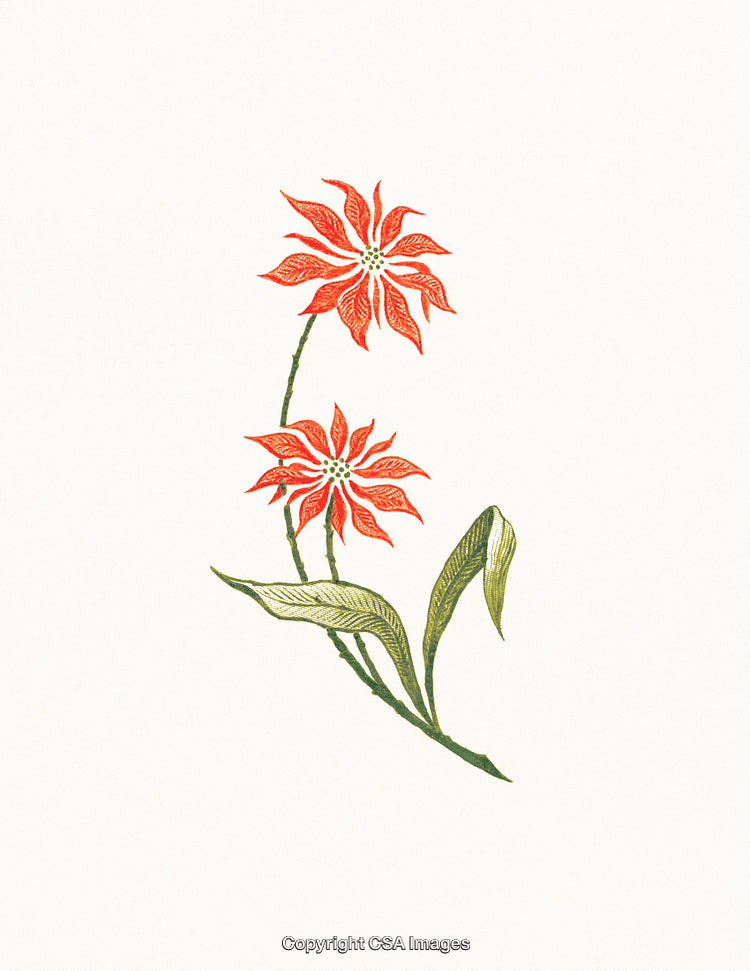 Elegant Illustration of Two Red Flowers with Green Leaves on White Background