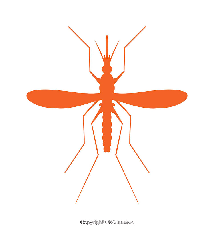 Orange Mosquito Silhouette on a White Background