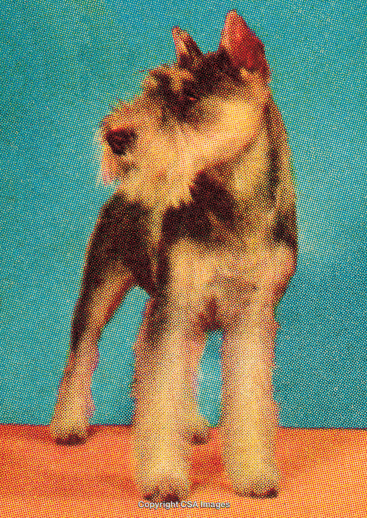 Stylized Portrait of a Schnauzer Dog Against a Blue Background
