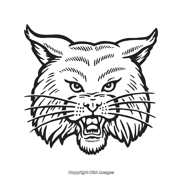 Detailed Line Art Illustration of a Wild Cat's Fierce Expression