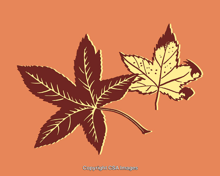 Autumn-Themed Botanical Leaf Illustrations in Elegant Line Art Style