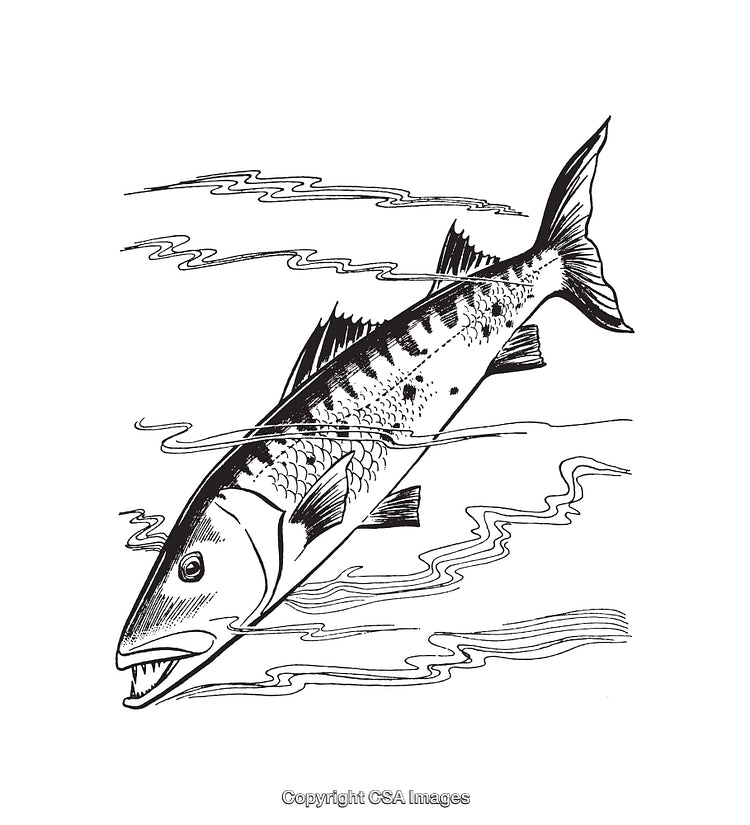 Detailed Black and White Barracuda Line Art Illustration