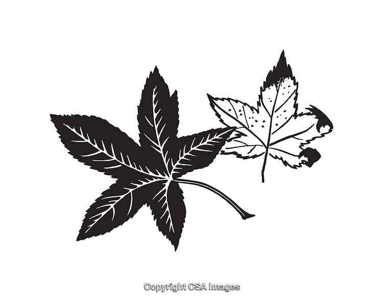 Black and White Line Art Illustration of Two Autumn Leaves