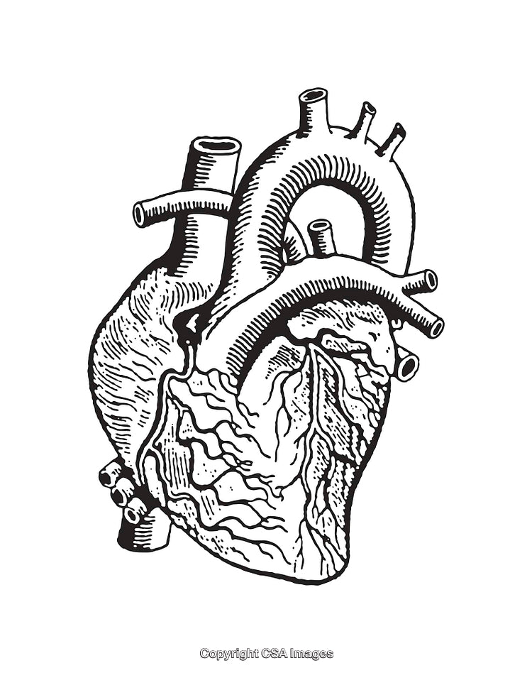 Detailed Black and White Line Art Drawing of a Human Heart