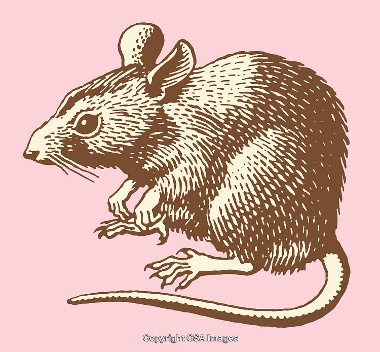 Detailed Brown Mouse Illustration on a Soft Pink Background