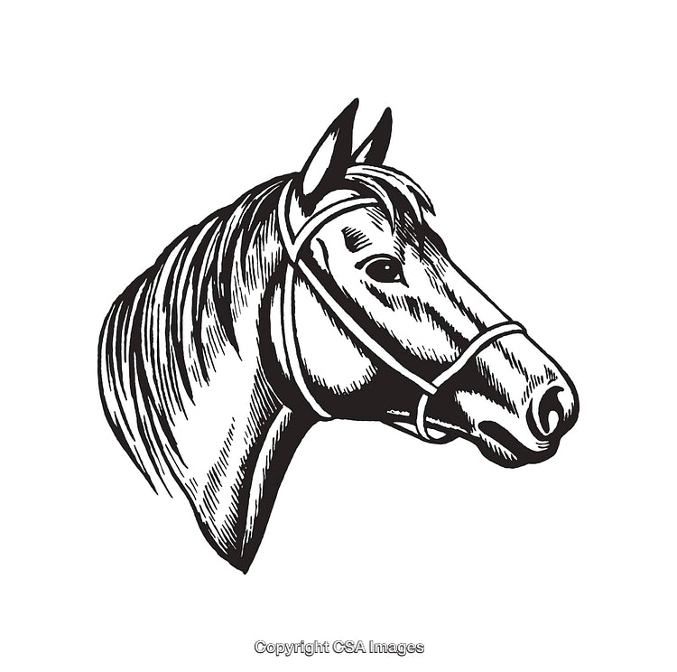 Black and White Line Art Horse Illustration Showing Detailed Head Design