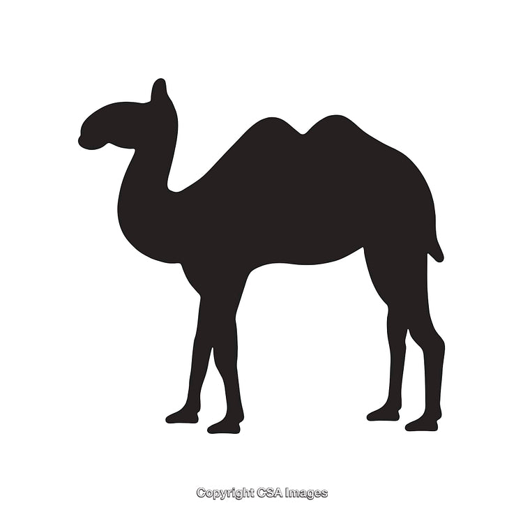 Black Silhouette Illustration of a Camel on a White Background