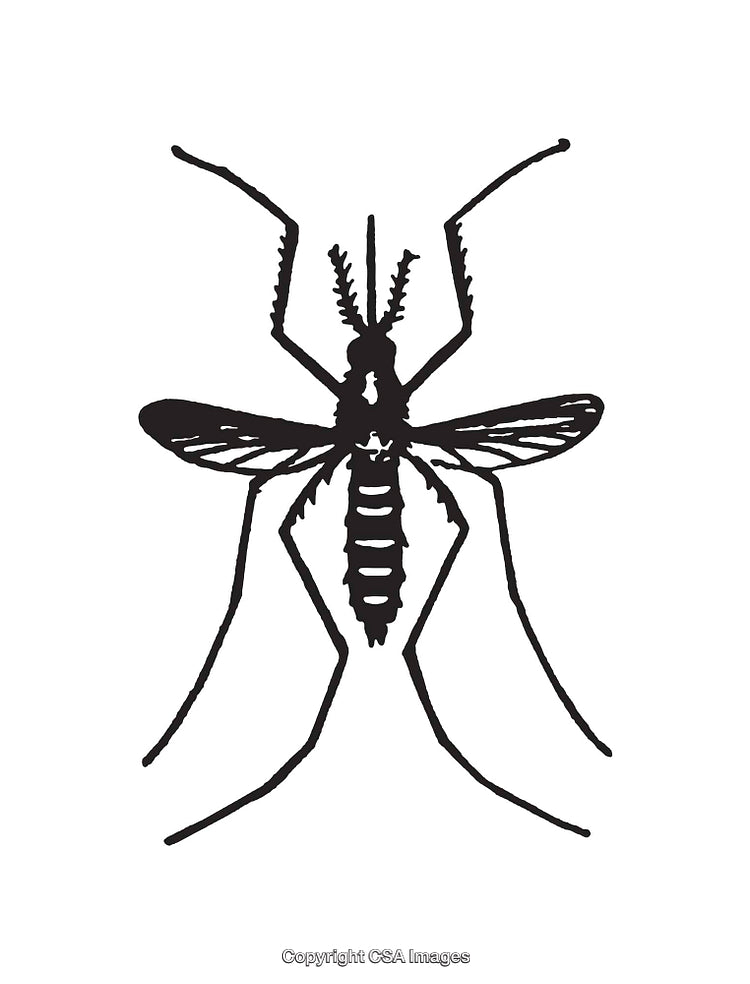 Minimalistic Black and White Line Art Illustration of a Mosquito