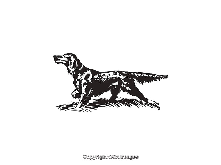 Detailed Line Art Illustration of a Pointing Dog in Black and White