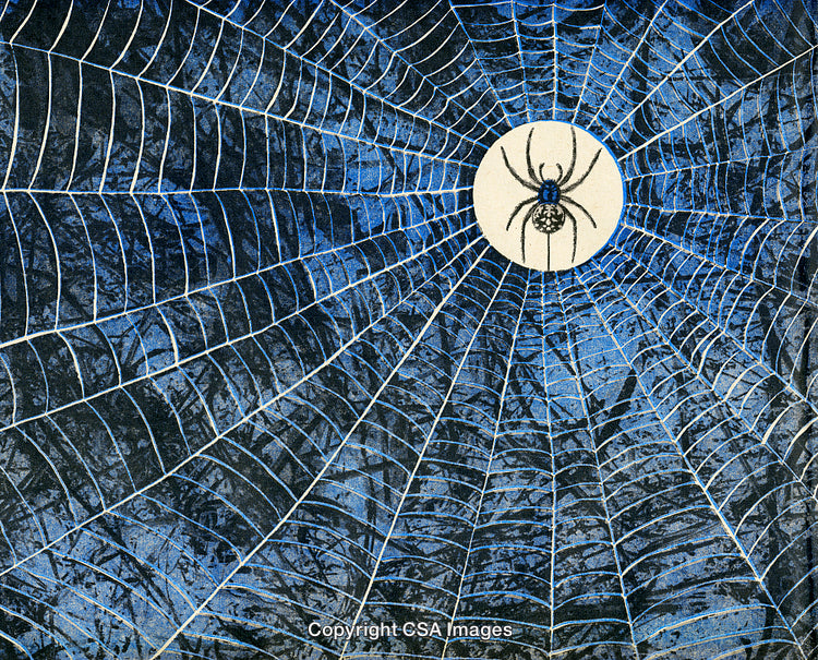 Spider in an Intricate Web Against a Blue Background