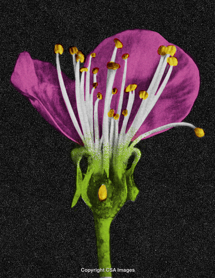 Stylized Macro of a Vibrant Flower with Retro Dot Pattern