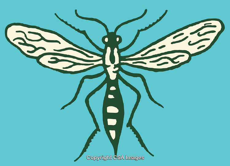 Colorful Line Art Illustration of Insect with Detailed Wings