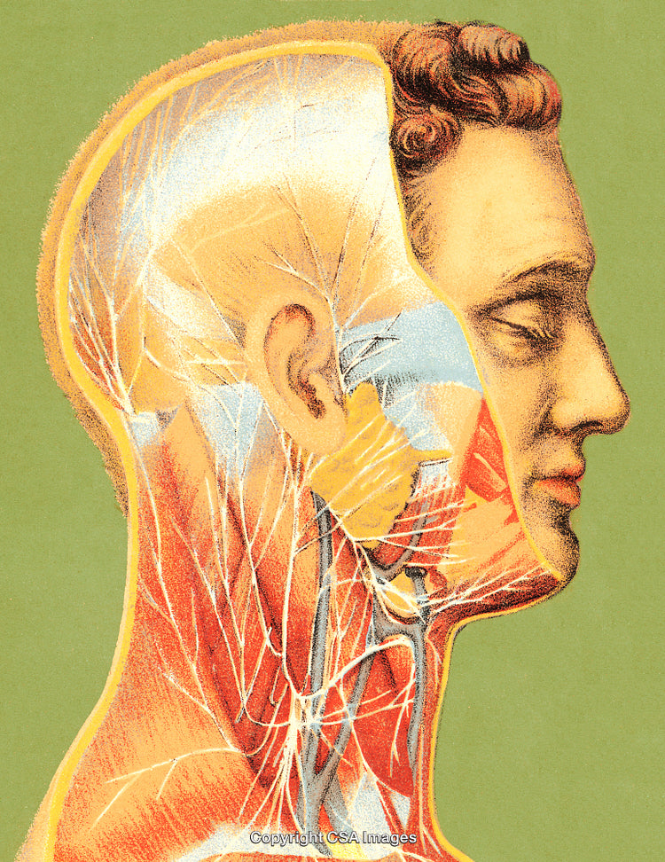 Side View of Human Anatomy Illustration With Nervous and Muscular Systems