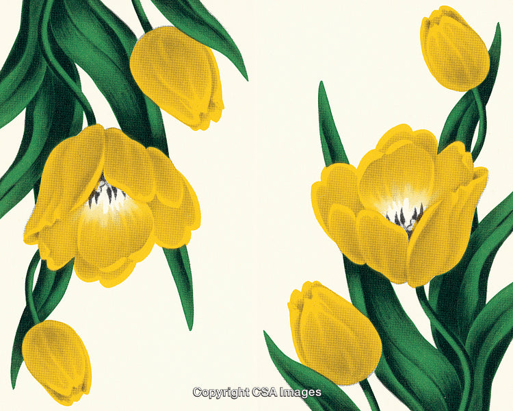 Vivid Yellow Tulips With Green Leaves on a Light Background