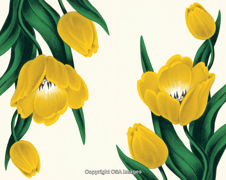 Vivid Yellow Tulips With Green Leaves on a Light Background