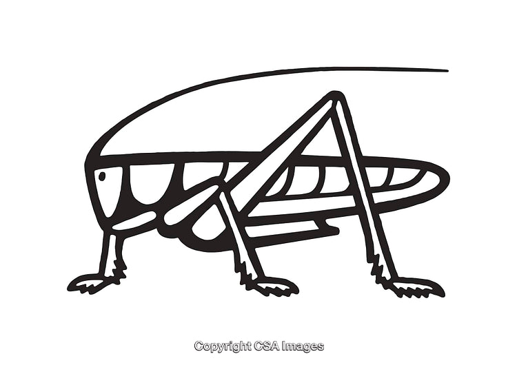 Black and White Line Art Illustration of a Grasshopper Side View