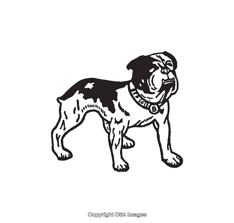 Detailed Line Art Illustration of a Standing Bulldog in Black and White