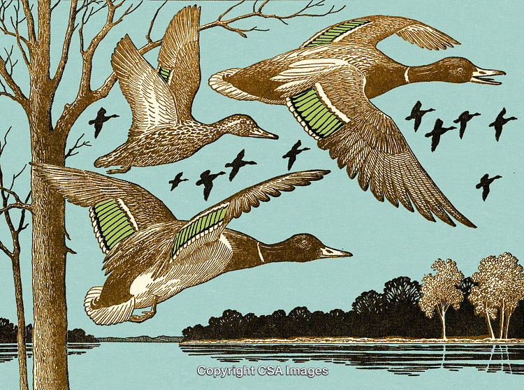 Illustrated Wild Ducks Flying Over a Tranquil Forested Lake Landscape