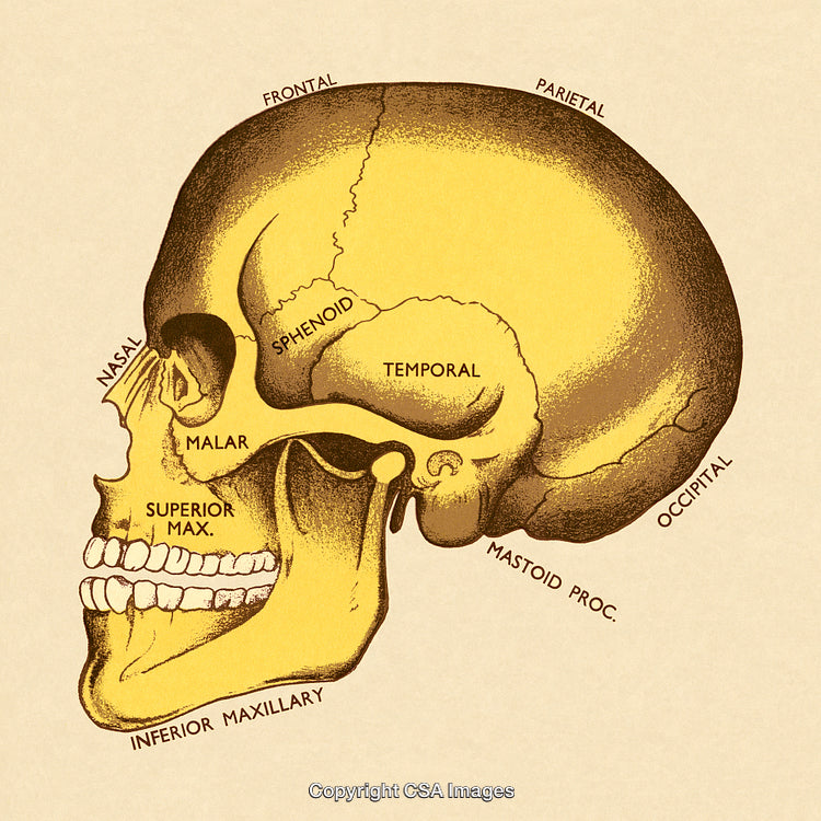 Illustrated Side View of Human Skull Anatomy With Detailed Labels