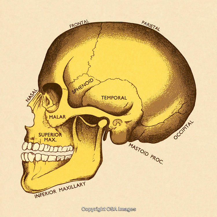 Illustrated Side View of Human Skull Anatomy With Detailed Labels