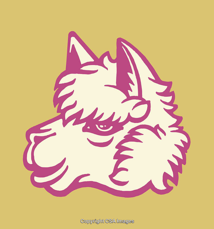Colorful Line Art of Llama Head Illustration on Solid Background